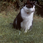 Photo de Chat domestique