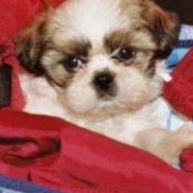 Photo de Shih tzu