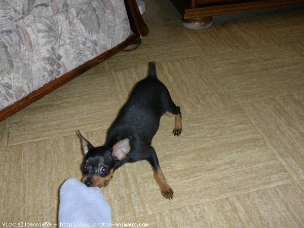 Photo de Pinscher nain