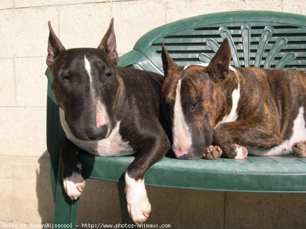 Photo de Bull terrier miniature