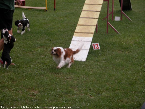 Photo de Cavalier king charles spaniel