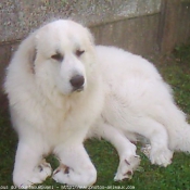 Photo de Chien de montagne des pyrnes