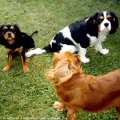 Photo de Cavalier king charles spaniel