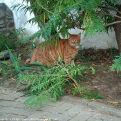 Photo de Chat domestique