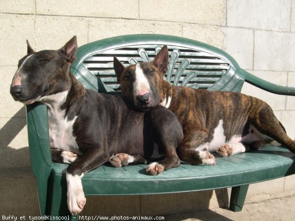 Photo de Bull terrier miniature