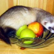 Photo de Furet