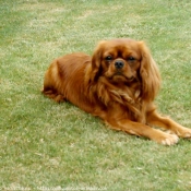 Photo de Cavalier king charles spaniel