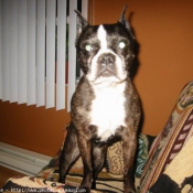 Photo de Boston terrier