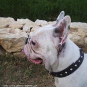 Photo de Bouledogue franais