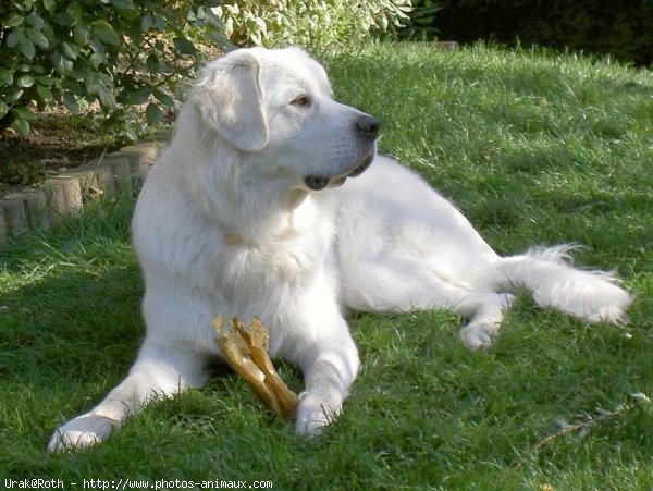 Photo de Chien de berger des tatras