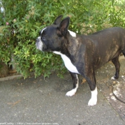 Photo de Boston terrier