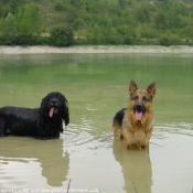 Photo de Races diffrentes