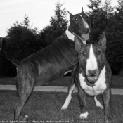 Photo de Bull terrier miniature