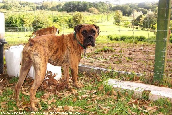 Photo de Boxer