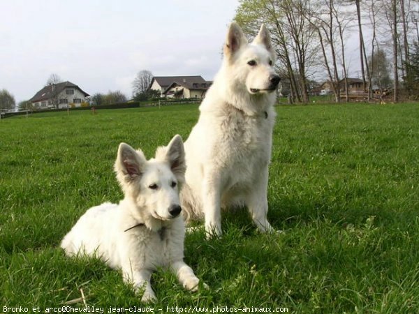 Photo de Berger blanc suisse