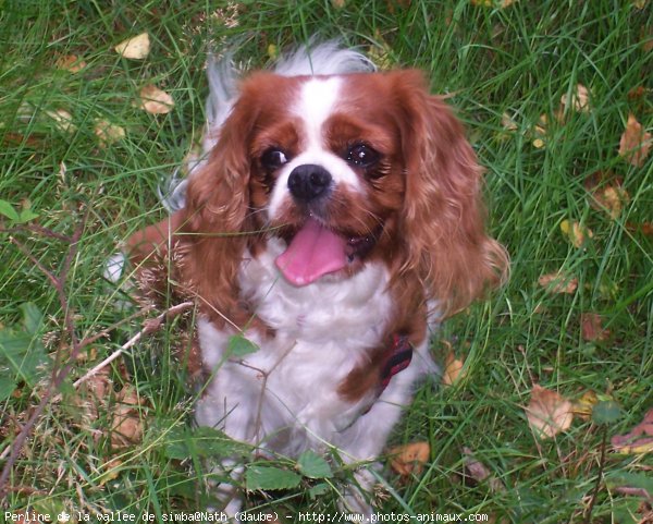 Photo de Cavalier king charles spaniel