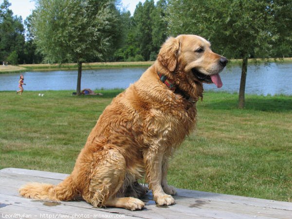 Photo de Golden retriever