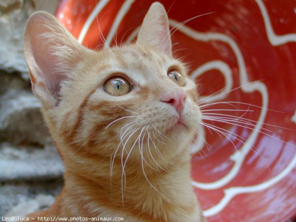 Photo de Chat domestique