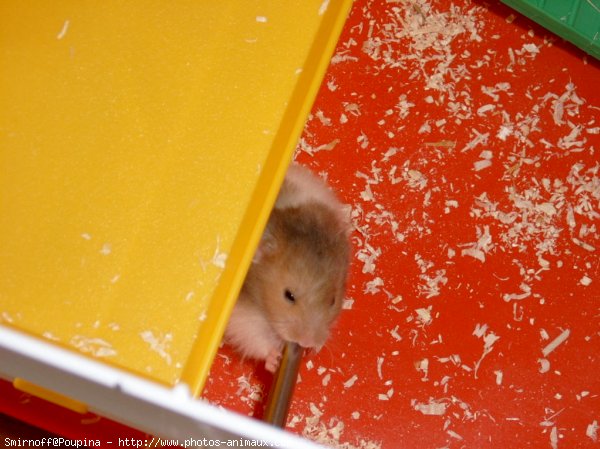 Photo de Hamster