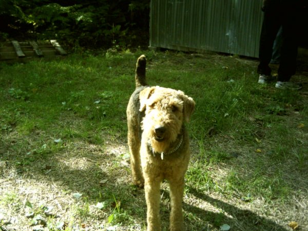 Photo d'Airedale terrier