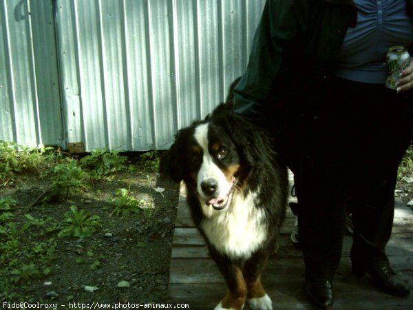 Photo de Bouvier bernois