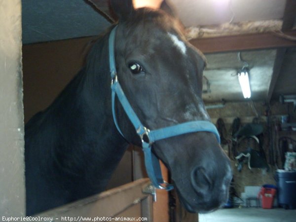 Photo de Quarter horse