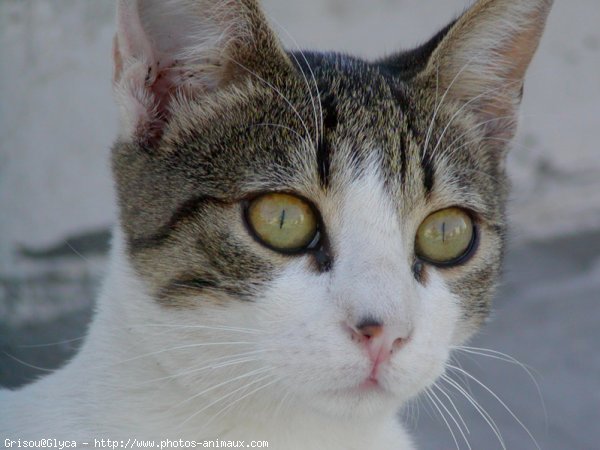 Photo de Chat domestique