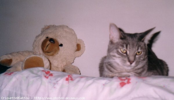 Photo de Chat domestique