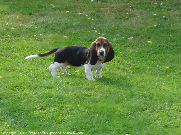 Photo de Basset hound