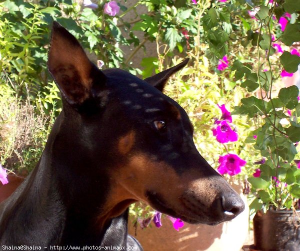 Photo de Dobermann