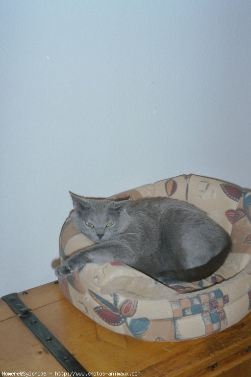 Photo de Chartreux