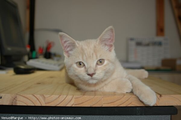 Photo de British shorthair