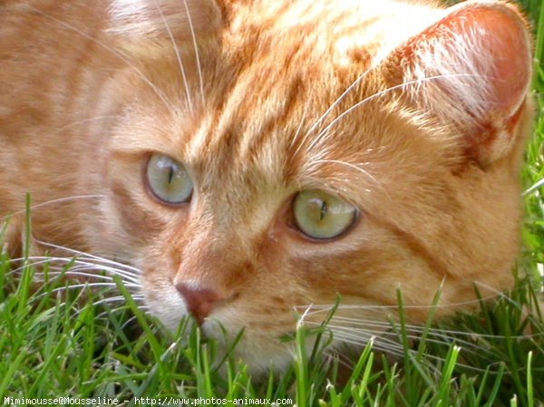 Photo de Chat domestique