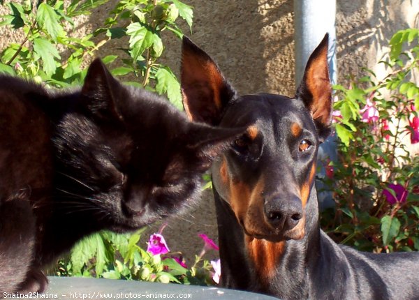 Photo de Dobermann