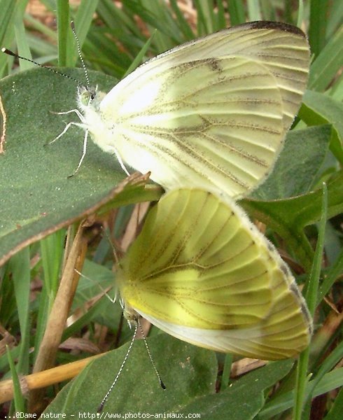 Photo de Papillon