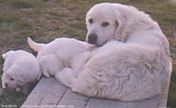 Photo de Chien de berger des tatras