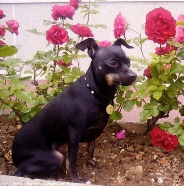 Photo de Pinscher nain