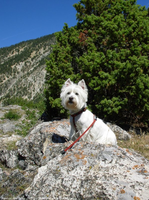 Photo de West highland white terrier