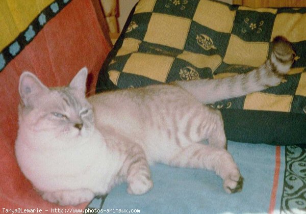 Photo de British shorthair