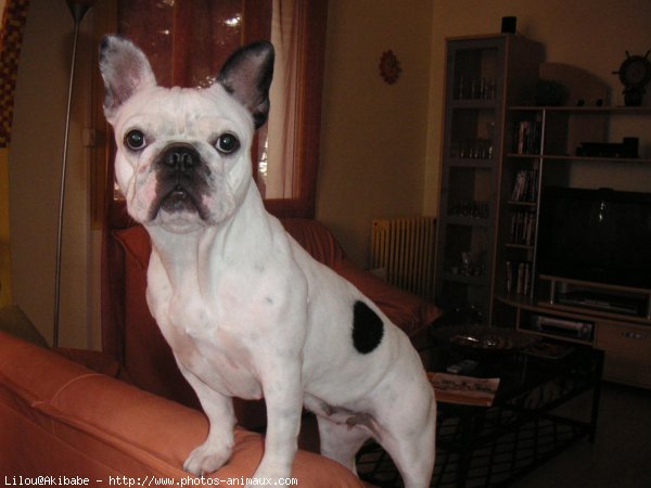 Photo de Bouledogue franais