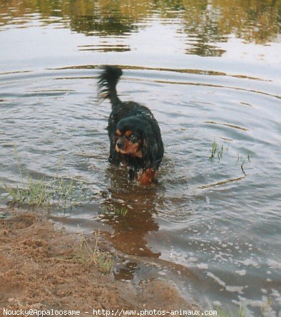 Photo de Cavalier king charles spaniel