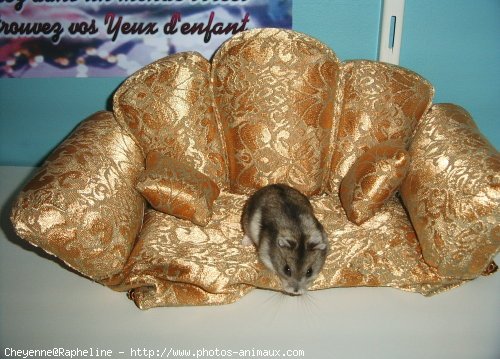 Photo de Hamster