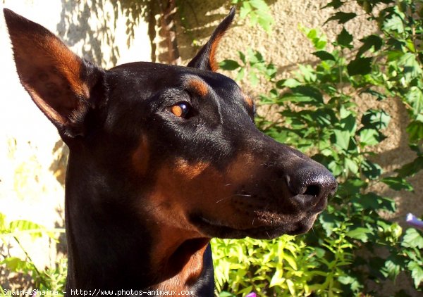 Photo de Dobermann