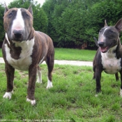 Photo de Bull terrier miniature