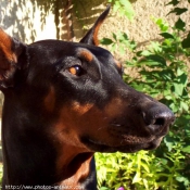 Photo de Dobermann