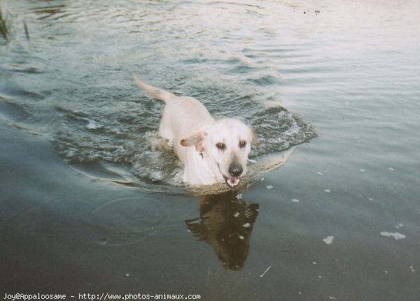 Photo de Labrador retriever