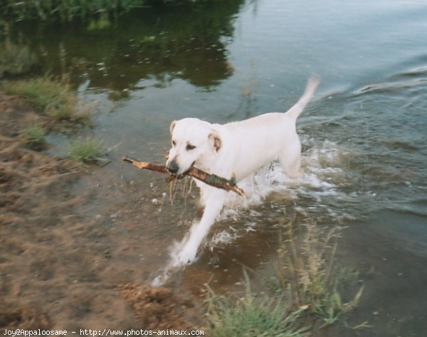 Photo de Labrador retriever