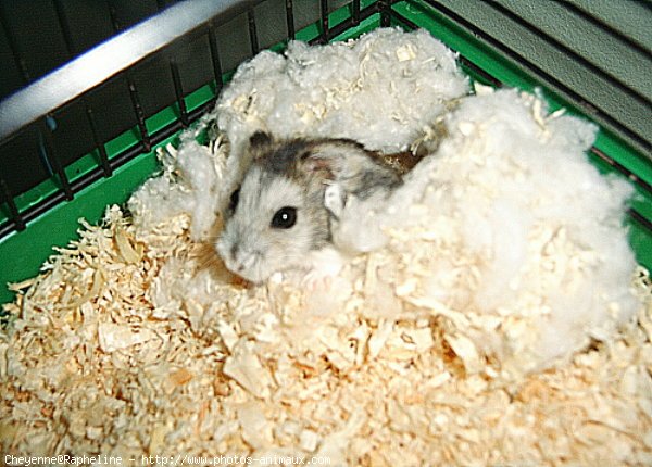 Photo de Hamster