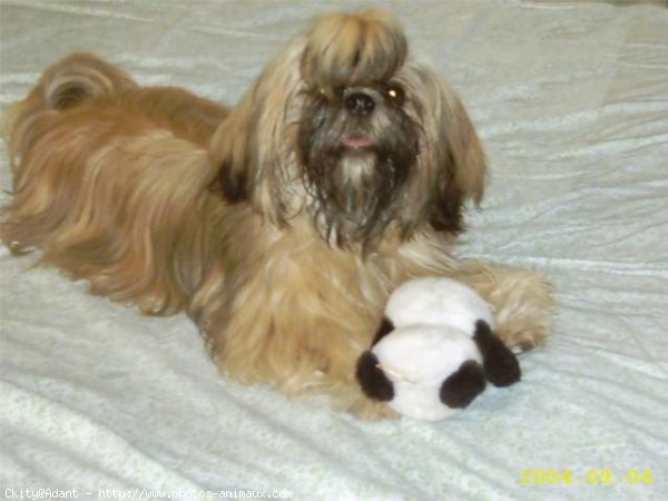 Photo de Shih tzu