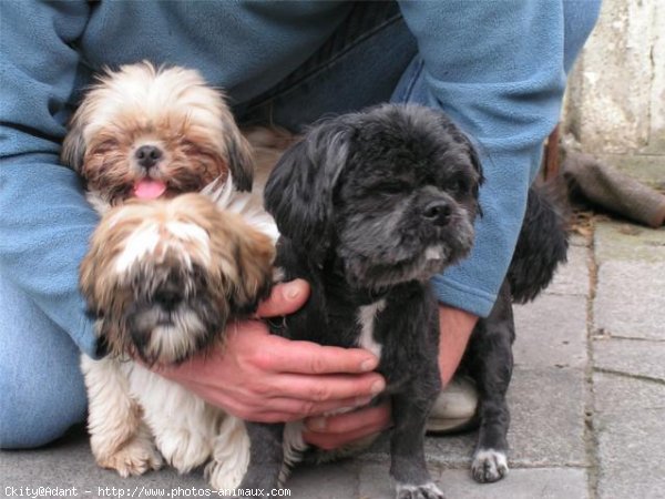 Photo de Shih tzu